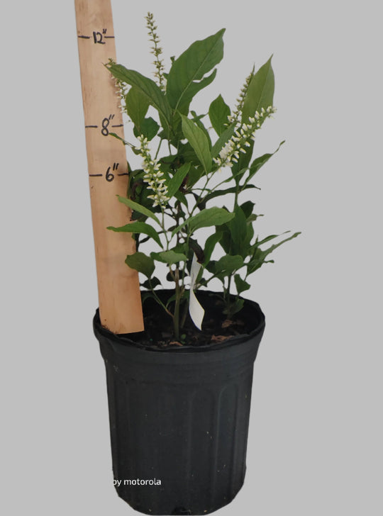 Itea virginica - Sweetspire