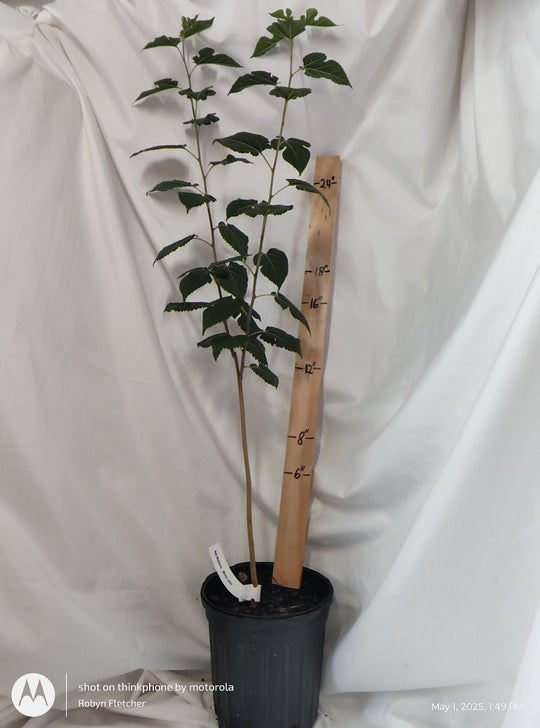 Morus rubra - Red Mulberry