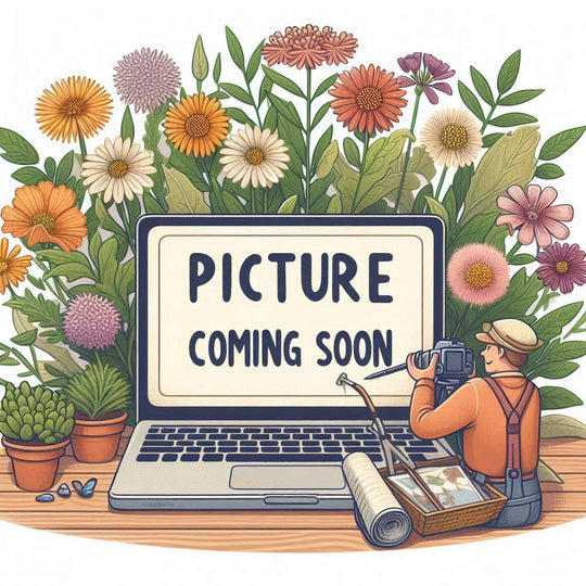 Amelanchier arborea - Serviceberry