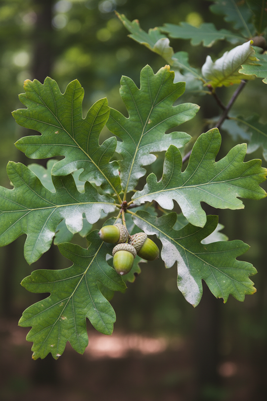 Quercus alba White Oak