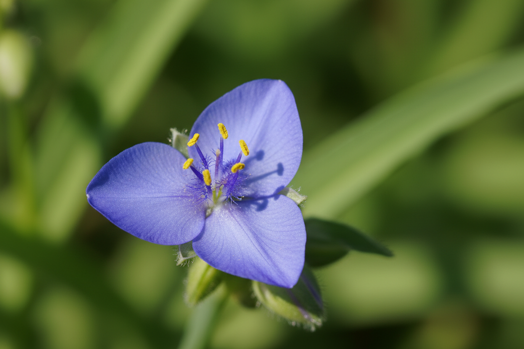 Tradescantia Ohiensis - Ohio Spiderwort PHOTO OF BLOOM
