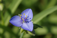 Tradescantia Ohiensis - Ohio Spiderwort PHOTO OF BLOOM