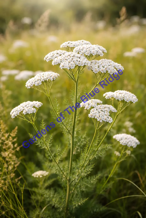 Achillea Millifolium