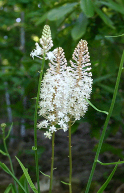 Amianthium muscaetoxicum - Fly Poison