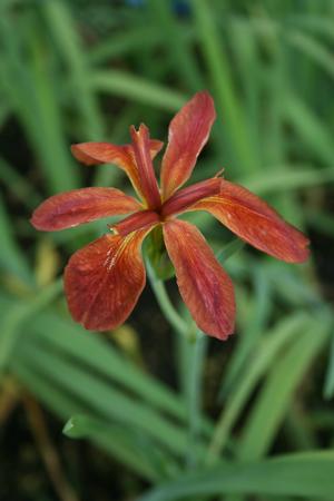 Iris fulva - Copper Iris