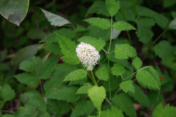Actaea pachypoda - Dollseye
