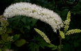 Actaea racemosa - Black Cohosh - Wildflower