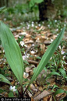 Allium tricocum - Woodleek Ramps - Wildflower