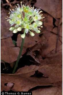 Allium tricocum - Woodleek Ramps - Wildflower