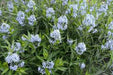 Amsonia tabernaemontana- Blue Star - Wildflower