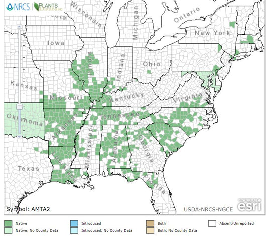 Amsonia tabernaemontana- Blue Star
