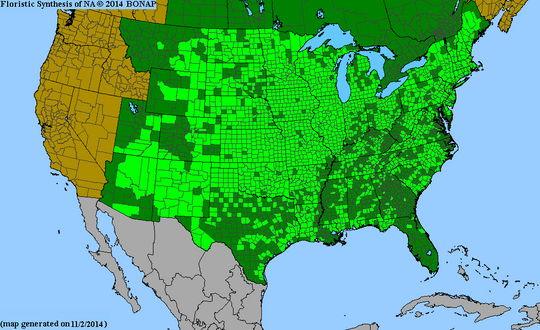 Andropogon geradii - Big Bluestem