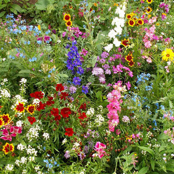 Annuals for Sun Seed Mix - Seed Mixes