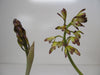 Aplectrum hyemale - Puttyroot - Orchids