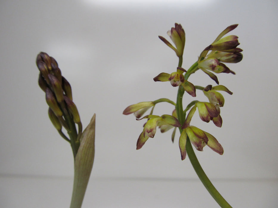 Aplectrum hyemale - Puttyroot - Orchids