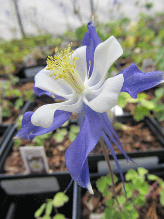 Aquilegia caerulea - Blue Columbine - Wildflower