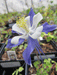 Aquilegia caerulea - Blue Columbine - Wildflower