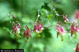 Aquilegia canadensis - American Columbine - Wildflower