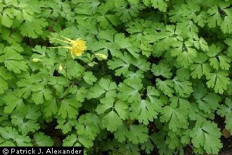 Aquilegia chrysantha - Canary Yellow Columbine - Wildflower