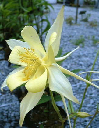Aquilegia chrysantha - Canary Yellow Columbine - Wildflower