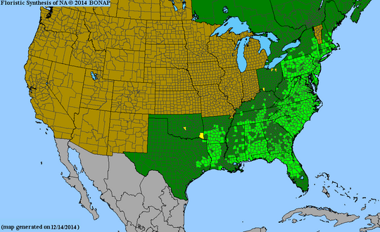 Aronia arbutifolia - Red Chokeberry