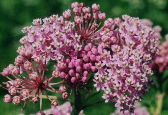 Asclepias Incarnata - Swamp Milkweed — Gardens Of The Blue Ridge