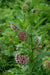 Asclepias syriaca - Common Milkweed - Wildflower