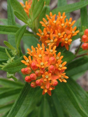 Asclepias tuberosa - Butterfly Weed - Wildflower