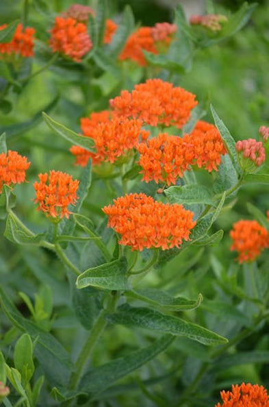 Asclepias tuberosa - Butterfly Weed — Gardens of The Blue Ridge