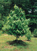 Asimina triloba - Pawpaw - Bareroot Bagged - Tree
