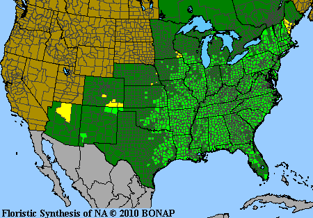 Asplenium platyneuron - Ebony Spleenwort