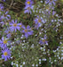 Aster Spectabilis - 4 - Wildflower