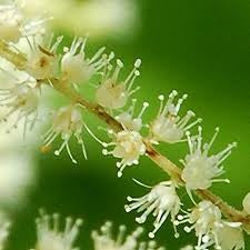Astilbe biternata - False Goatsbeard