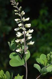 Baptisia alba - White Indigo - Wildflower