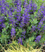 Baptisia australis - Blue Indigo - Wildflower