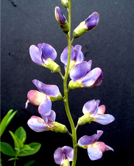 Baptisia australis - Blue Indigo