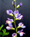 Baptisia australis - Blue Indigo - Wildflower