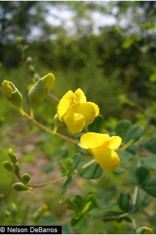 Baptisia tinctoria - Yellow Indigo - Wildflower