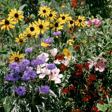 Bird And Butterfly Seed Mix - Seed Mixes