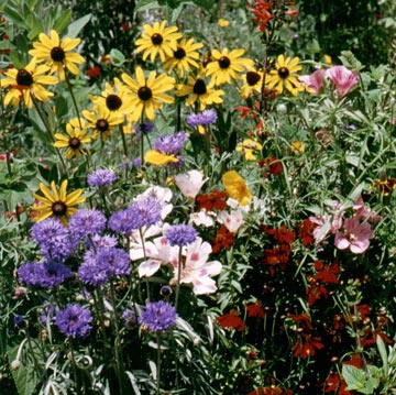 Bird And Butterfly Seed Mix