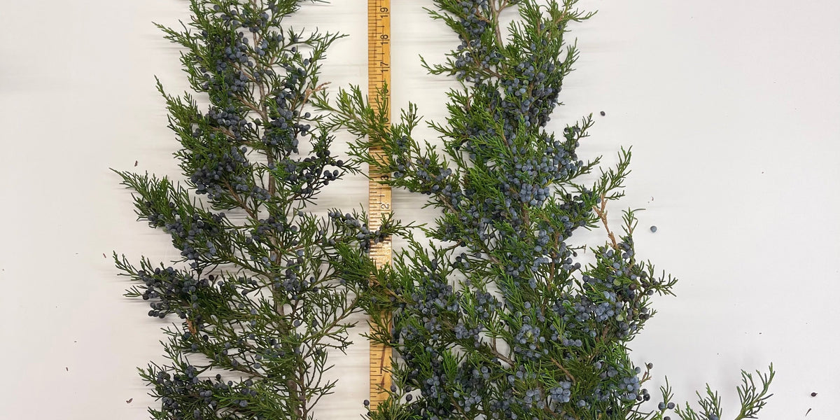 Blueberry Pine Stem - 30.5 Tall – Third & Main