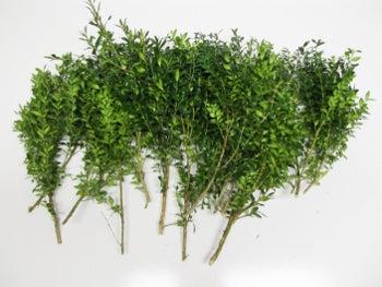 Boxwood Stems 8-18"- Bundle of 10