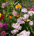 Butterfly Flower Seed Mixture - Seed Mixes