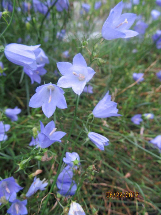 Campanula rotundifolia - Scotch Bluebell - Wildflower