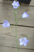 Campanula rotundifolia - Scotch Bluebell - Wildflower