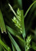 Carex amphibola - Creek Sedge - Carex/Grass