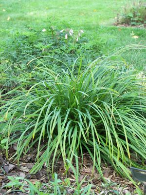 Carex amphibola - Creek Sedge - Carex/Grass