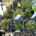 Carex appalachia - Appalachian Sedge - Carex/Grass