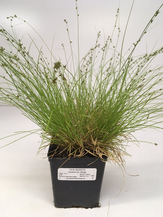 Carex appalachia - Appalachian Sedge - Carex/Grass