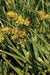 Carex eburnea - Bristleleaf Sedge - Carex/Grass